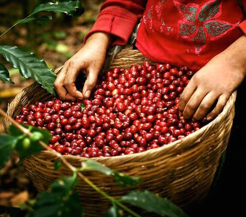 送料無料のスペシャルセット【InjerP, Mxc,cstrc】